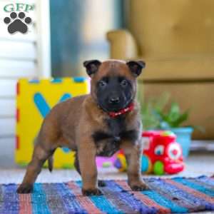 Oakley, Belgian Malinois Puppy